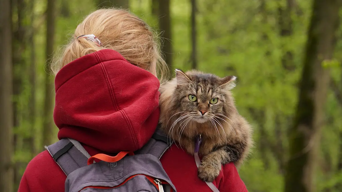 Как сохранить здоровье питомцев осенью
