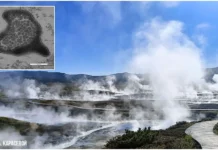 Российские микробиологи открыли архей с Камчатки и Курильских островов rossijskie mikrobiologi otkryli arhej s kamchatki i kurilskih ostrovov-pux-su-0