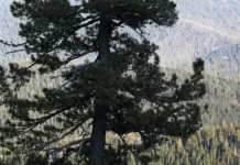 Сибирский кедр и фломизоиковая кислота из Новосибирска помогают в борьбе с раком sibirskij kedr i flomizoikovaya kislota iz novosibirska pomogayut v borbe s rakom-pux-su-0