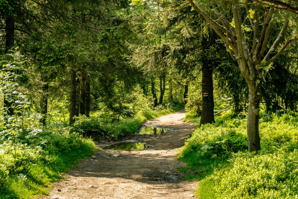 Туристическая тропа, ведущая через лес