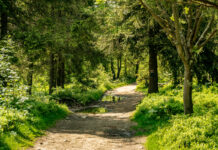 Польза ходьбы: простое движение, меняющее тело и мозг Туристическая тропа, ведущая через лес