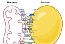 Учёные БФУ сделали открытие о митохондриях и липидных каплях для терапии метаболического синдрома uchyonye bfu sdelali otkrytie o mitohondriyah i lipidnyh kaplyah dlya terapii metabolicheskogo sindroma-pux-su-0