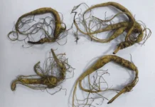 Усусррийская таможня задержала иностранца, пытавшегося вывести женьшень ususrrijskaya tamozhnya zaderzhala inostrancza pytavshegosya vyvesti zhenshen-pux-su-0