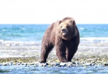 В Приморье жители села Лазо спасены врачами находки после встречи с медведем v primore zhiteli sela lazo spaseny vrachami nahodki posle vstrechi s medvedem-pux-su-0