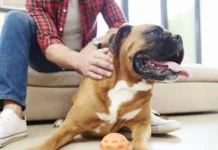 Владимир Бурматов рассказал о новшествах регистрации животных в ВетИС vladimir burmatov rasskazal o novshestvah registraczii zhivotnyh v vetis-pux-su-0