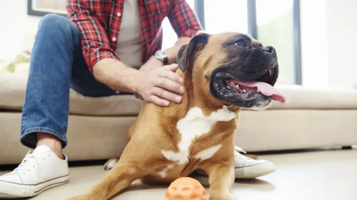 vladimir burmatov rasskazal o novshestvah registraczii zhivotnyh v vetis-pux-su-0