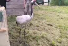 Японский журавль Цуруми продолжает традиции Центра воспроизводства Московского зоопарка yaponskij zhuravl czurumi prodolzhaet tradiczii czentra vosproizvodstva moskovskogo zooparka-pux-su-0