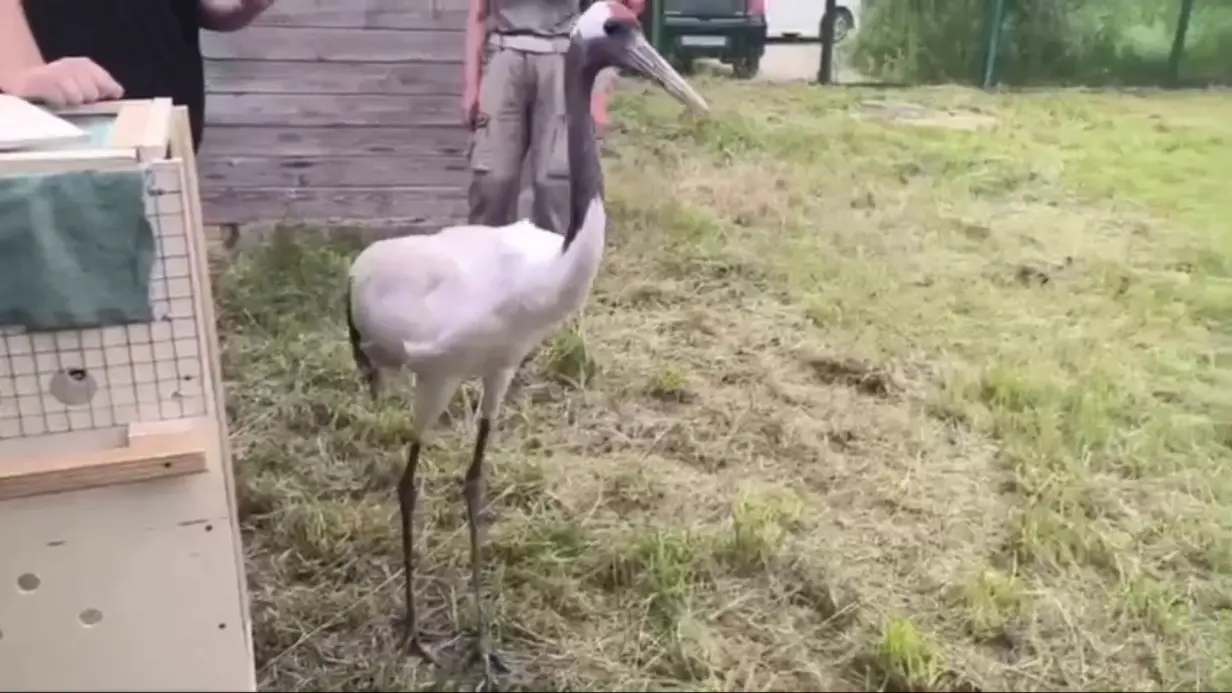 Японского журавля привезли в Центр воспроизводства редких видов животных