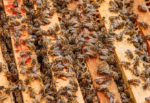 Агентство по развитию пчеловодства края в Приморье запускает обучение медовых сомелье agentstvo po razvitiyu pchelovodstva kraya v primore zapuskaet obuchenie medovyh somele-pux-su-0