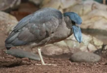 Челноклювы и чернолицые ибисы украсили Московский зоопарк chelnoklyuvy i chernoliczye ibisy ukrasili moskovskij zoopark-pux-su-0