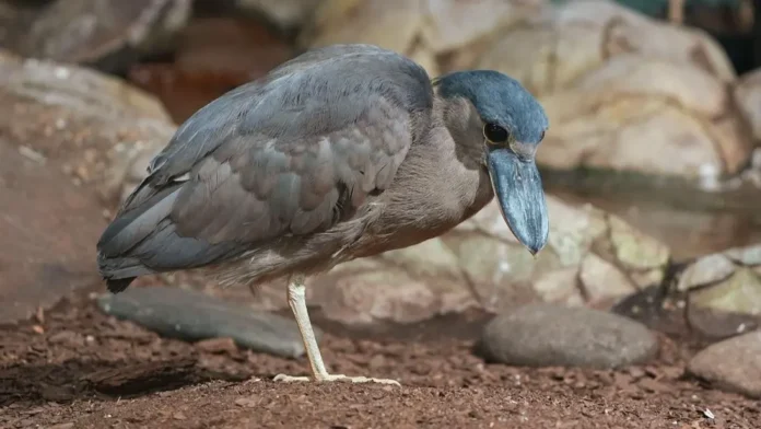 chelnoklyuvy i chernoliczye ibisy ukrasili moskovskij zoopark-pux-su-0