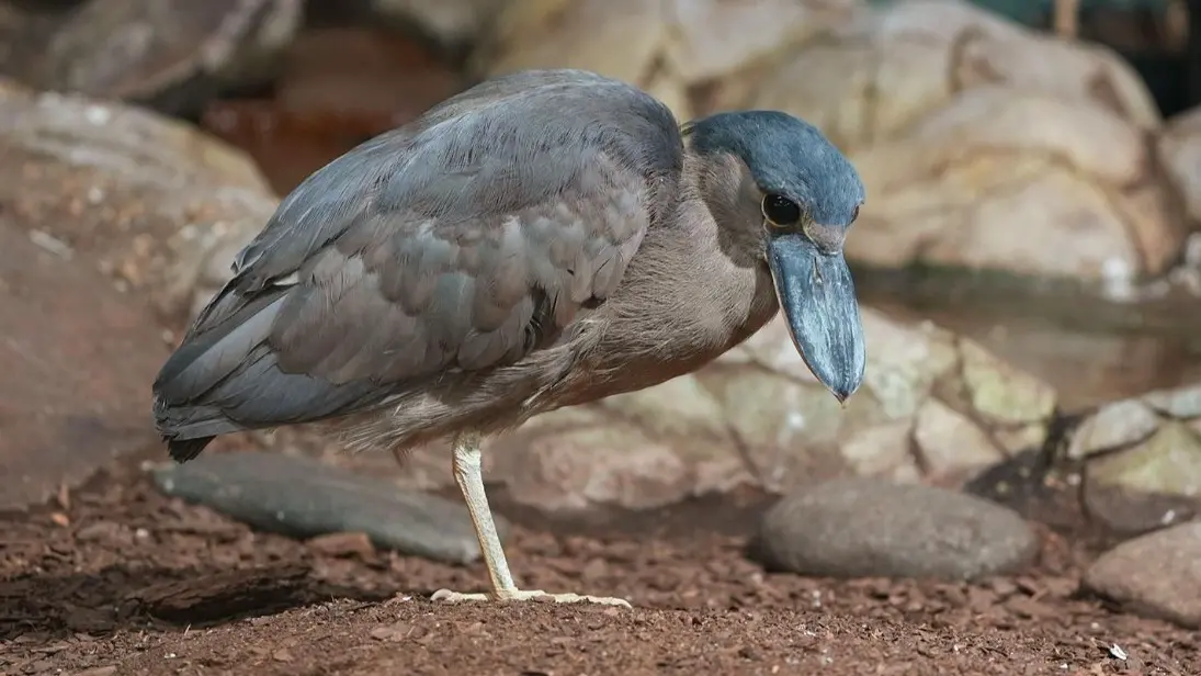 Челноклювы, лягушкорот и чернолицые ибисы: в Московский зоопарк прибыли редкие птицы