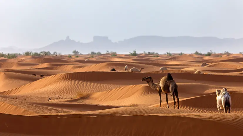 Домостроева: безвиз с Саудовской Аравией позитивно повлияет на туротрасль России