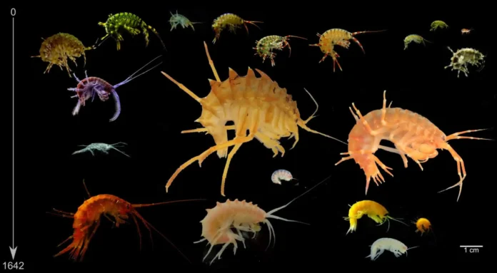 evolyucziya bajkalskih rachkov privela k reproduktivnoj izolyaczii-pux-su-0