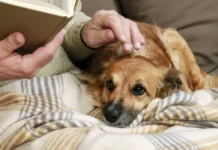 История собаки-помощницы Глауко Лима и Гурия для мамы istoriya sobakipomoshhniczy glauko lima i guriya dlya mamy-pux-su-0