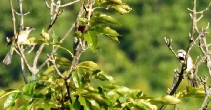 kitajskie byulbyuli udivili uchyonyh zemli leoparda v primore svoim poyavleniem-pux-su-0