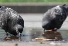 Крылатые шпионы Путина и влияние чипов Neiry на разведку голубей krylatye shpiony putina i vliyanie chipov na razvedku golubej-pux-su-0