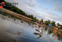 Лидия Ручкина и команда центра Югры и Ямала провели героическое спасение лебедей lidiya ruchkina i komanda czentra yugry i yamala proveli geroicheskoe spasenie lebedej-pux-su-0