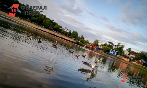 Лидия Ручкина и команда центра Югры и Ямала провели героическое спасение лебедей-0