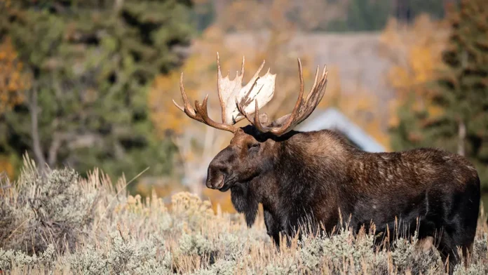 losinyj ostrov i komitet lesnogo hozyajstva podmoskovya stremyatsya k garmonii-pux-su-0