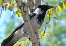 МГУ установил способность серых ворон решать сложные задачи мышления mgu ustanovil sposobnost seryh voron reshat slozhnye zadachi myshleniya-pux-su-0