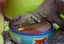 Московский зоопарк радует новосёлами, среди которых египетские шипохвосты и гималайские медведи moskovskij zoopark raduet novosyolami sredi kotoryh egipetskie shipohvosty i gimalajskie medvedi-pux-su-0