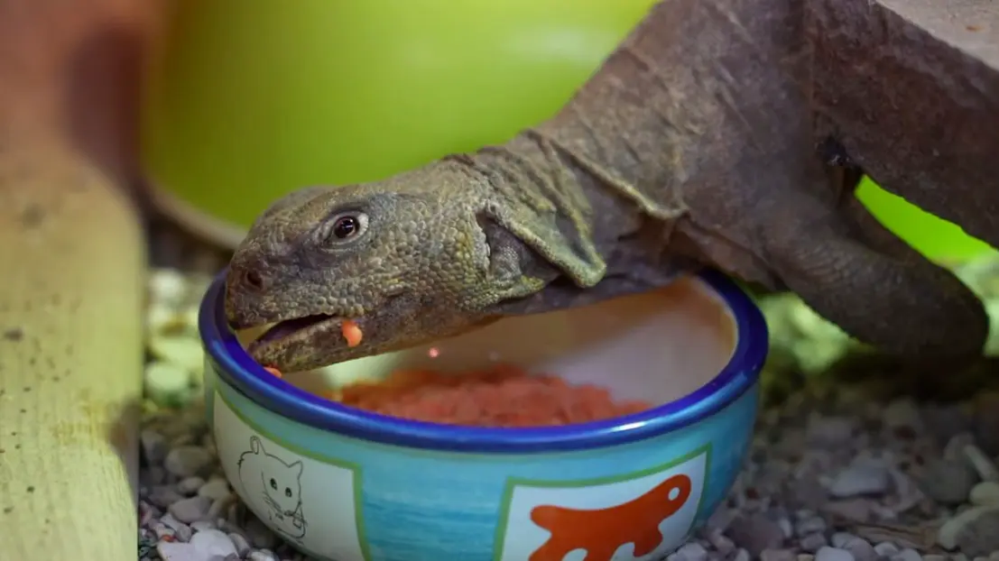 Пара египетских шипохвостов поселилась в Московском зоопарке