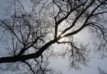 Москва усиливает заботу о деревьях при мощных порывах Вихря moskva usilivaet zabotu o derevyah pri moshhnyh poryvah vihrya-pux-su-0