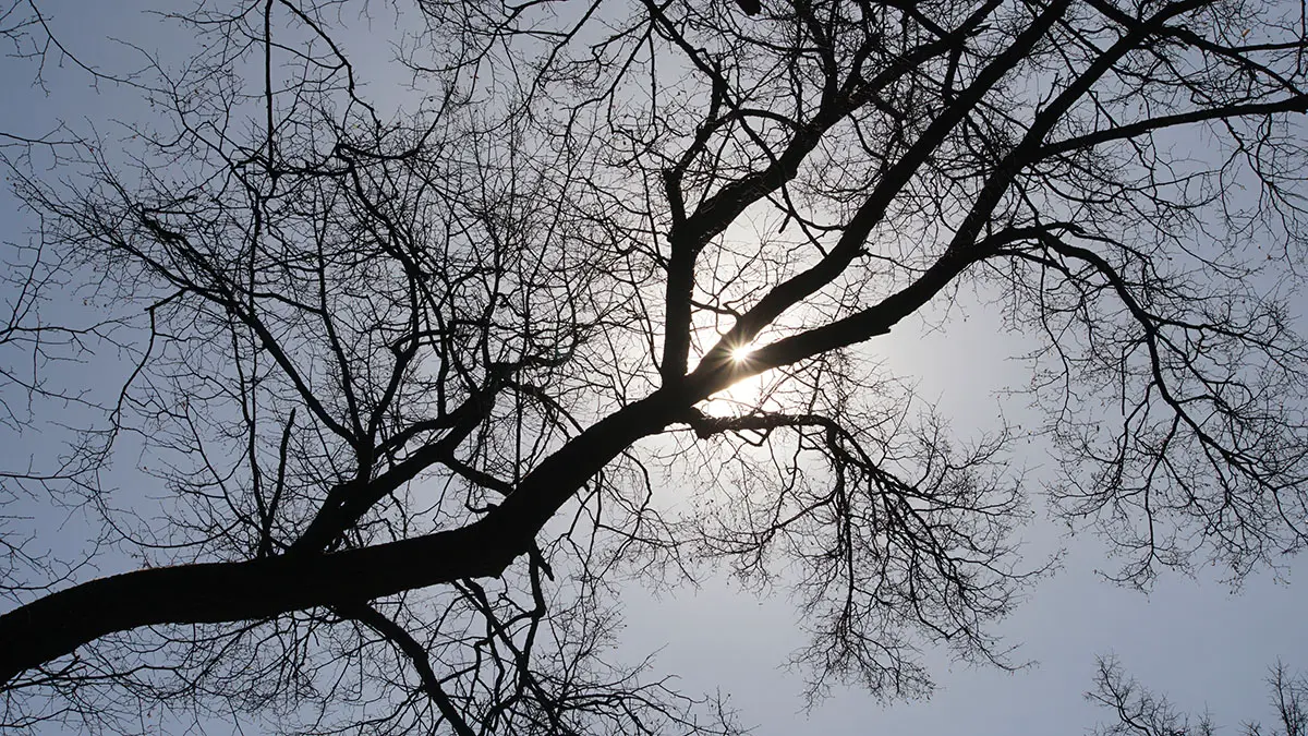 Сильный ветер повалил несколько деревьев в Москве