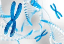 Основной принцип клеточного движения раскрыли ученые из Сколтеха, Потсдамского университета и MIT osnovnoj princzip kletochnogo dvizheniya raskryli uchenye iz skolteha potsdamskogo universiteta i -pux-su-0