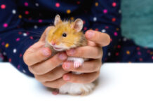 Домашние животные: что нужно знать? Пушистый рыжий хомяк в руках ребенка