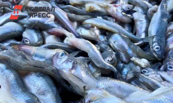 Россия уверенно занимает второе место среди поставщиков рыбы в Китай-0