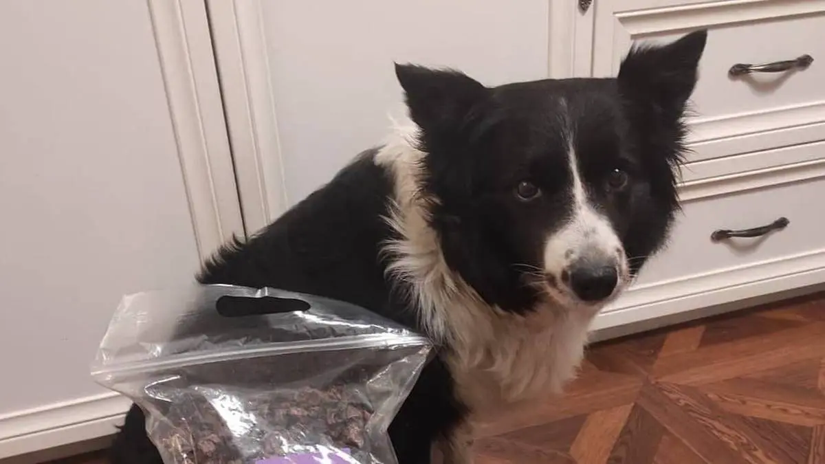 Shot: Мужчине, похищавшему собак в Москве, грозит до 7,5 года колонии