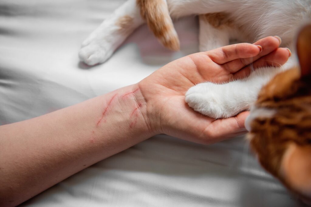 Царапина от кошки