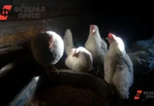 Тюмень успешно контролирует птичий грипп на птицефабрике и минимизирует риски tyumen uspeshno kontroliruet ptichij gripp na pticzefabrike i minimiziruet riski-pux-su-0