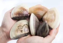 Уникальные факты о жизни Annuliconchidae на Пангея открыли палеонтологи МГУ и НИИ в Республике Коми unikalnye fakty o zhizni na pangeya otkryli paleontologi mgu i nii v respublike komi-pux-su-0