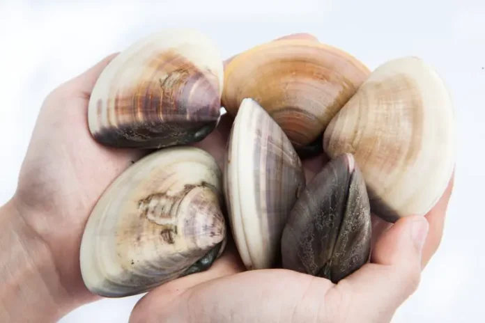 unikalnye fakty o zhizni na pangeya otkryli paleontologi mgu i nii v respublike komi-pux-su-0