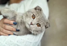 Владимир Бурматов сообщил о отсутствии планов на налог на домашних питомцев vladimir burmatov soobshhil o otsutstvii planov na nalog na domashnih pitomczev-pux-su-0