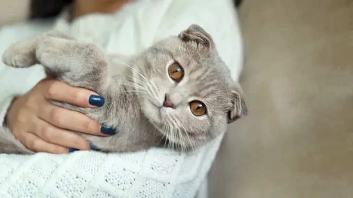 vladimir burmatov soobshhil o otsutstvii planov na nalog na domashnih pitomczev-pux-su-0