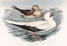 Выставка «Птицы рыболовы» в Дарвиновском музее — искусство и наука vystavka pticzy rybolovy v darvinovskom muzee iskusstvo i nauka-pux-su-0