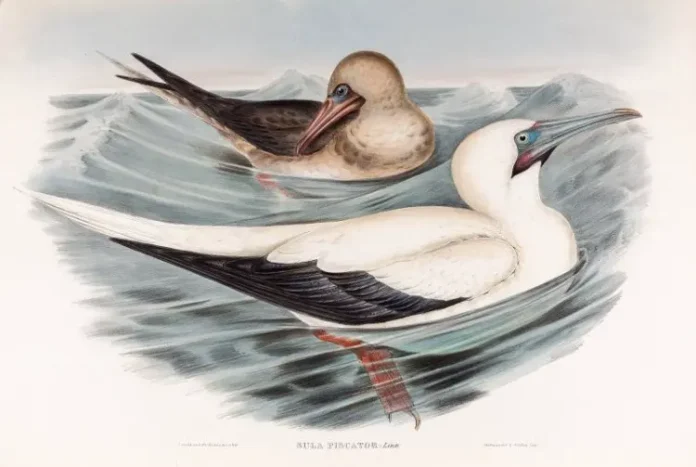 vystavka pticzy rybolovy v darvinovskom muzee iskusstvo i nauka-pux-su-0