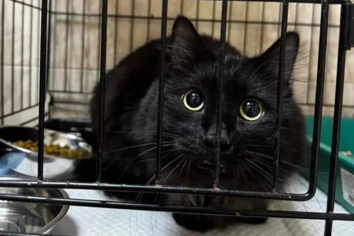 zoozashhitniki iz vladivostoka uvezli kota v kliniku pri podderzhke fonda drug-pux-su-0