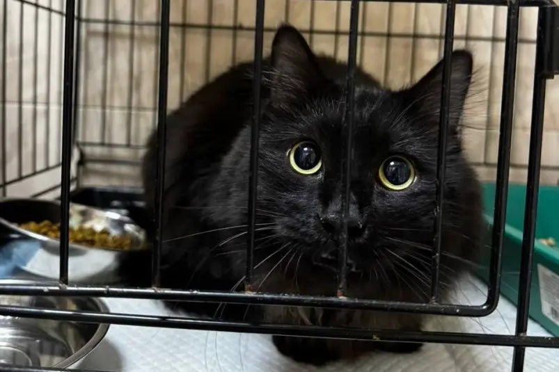 Жертва подростка в безопасности предоставлено Фондом &quotДруг&quot