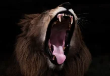 Звериные происшествия с туристами в зоопарке Нигерии и зов дикой природы zverinye proisshestviya s turistami v zooparke nigerii i zov dikoj prirody-pux-su-0