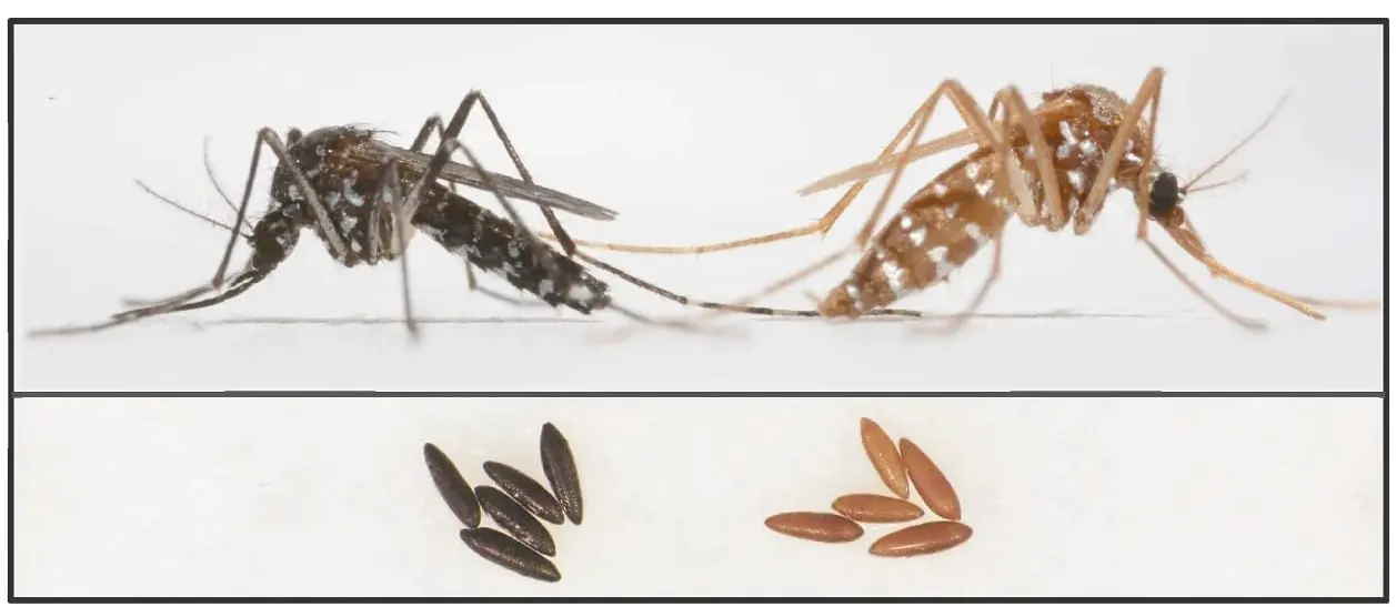 Биоинженеры раскрасили комаров CRISPR/Cas9 для победы над лихорадкой Денге-0