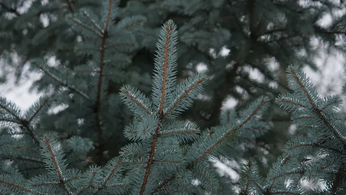 dmitrij bondar i boris zak o bezopasnoj pokupke elok dlya novogo goda-pux-su-0