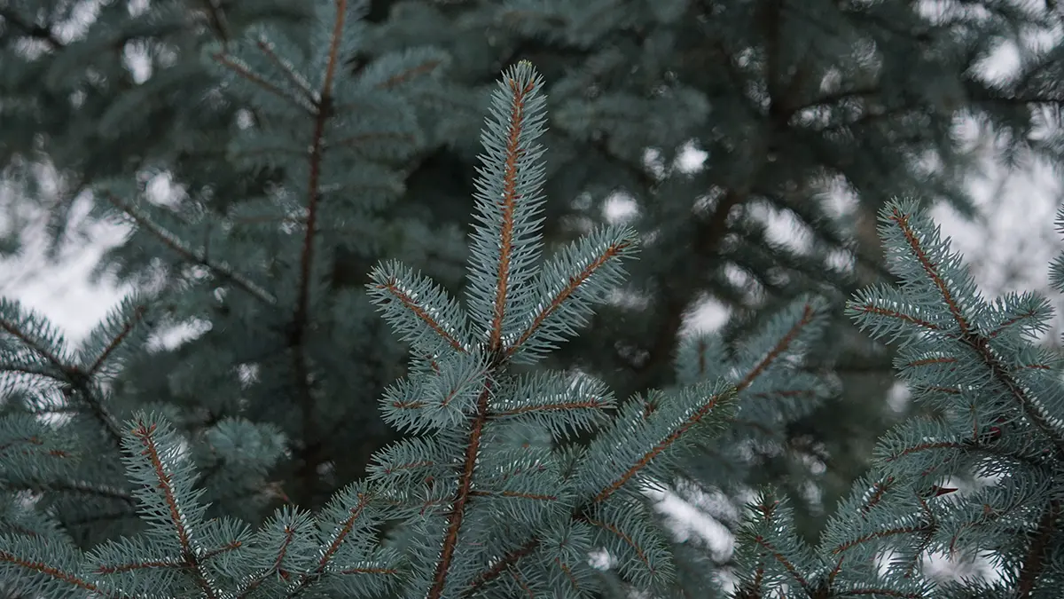 Безопасно ли покупать живую елку с рук