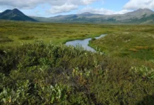 Экосистемный подход МГУ открывает новые перспективы охраны природы ekosistemnyj podhod mgu otkryvaet novye perspektivy ohrany prirody-pux-su-0