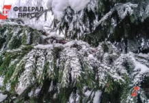 Где купить живую елку и создать новогоднее настроение в Ижевске 2025 gde kupit zhivuyu elku i sozdat novogodnee nastroenie v izhevske 2025-pux-su-0