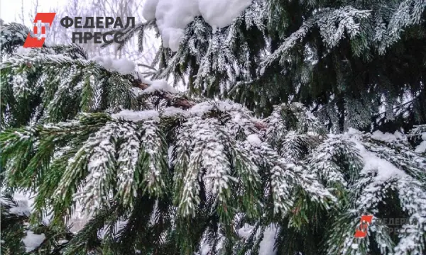 Где купить живую елку и создать новогоднее настроение в Ижевске 2025-0